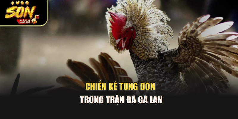 Chiến kê tung đòn trong trận đá gà lan