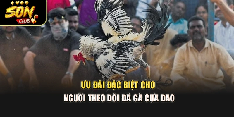 Ưu đãi đặc biệt cho người theo dõi đá gà cựa dao